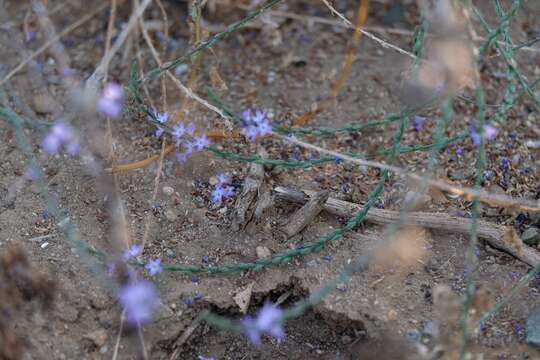 Image of mint vervain