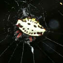 Image of Gasteracantha sanguinolenta C. L. Koch 1844