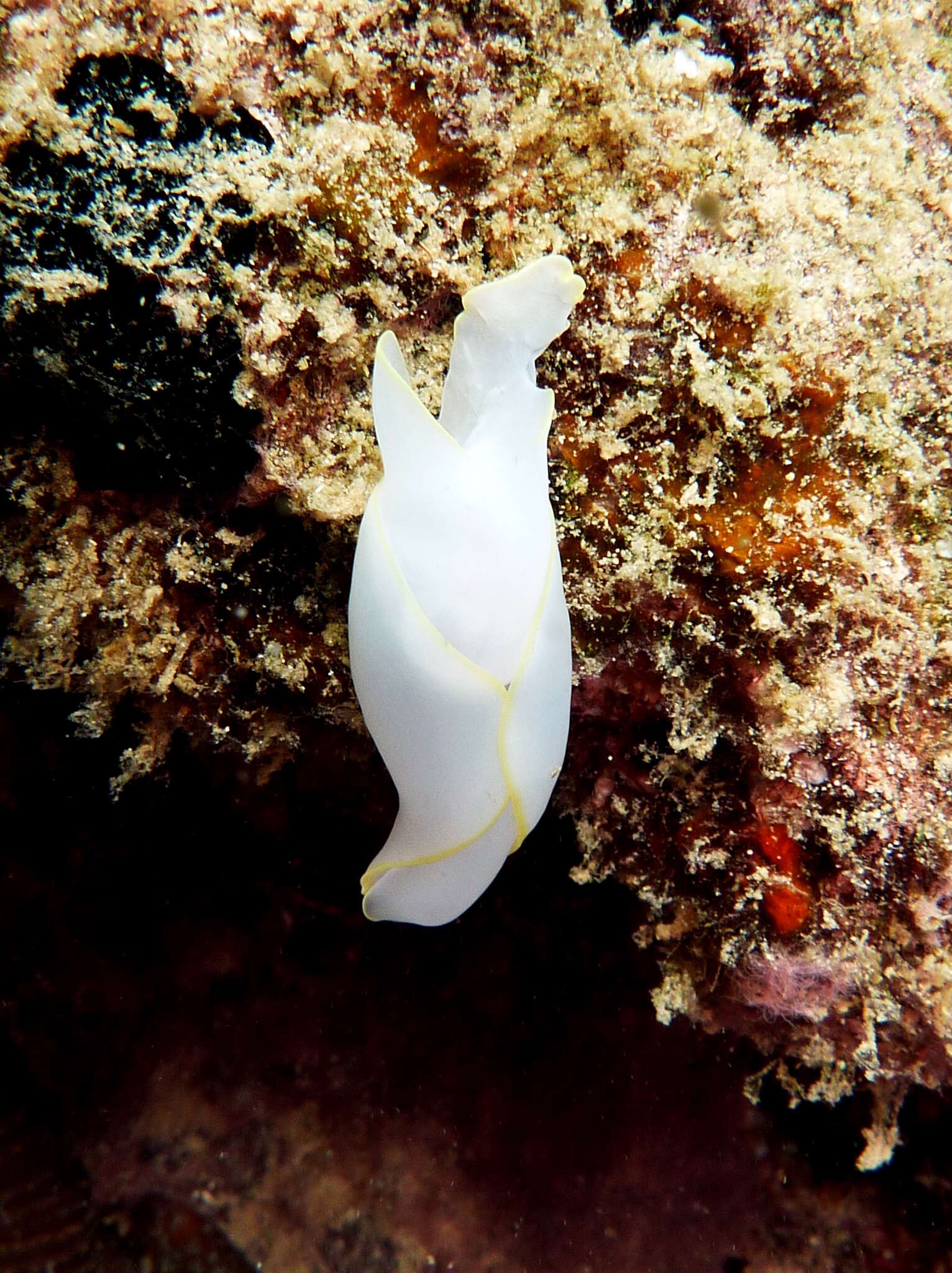 Image of Yellow edged transluscent slug