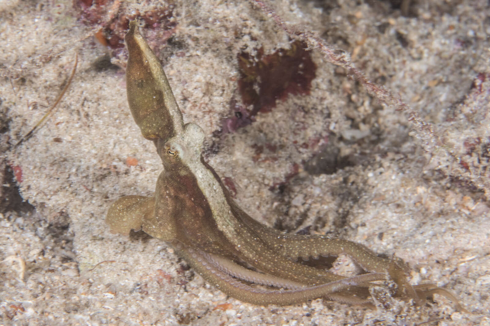 Image of algae octopus