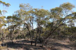 Image of Green mallee