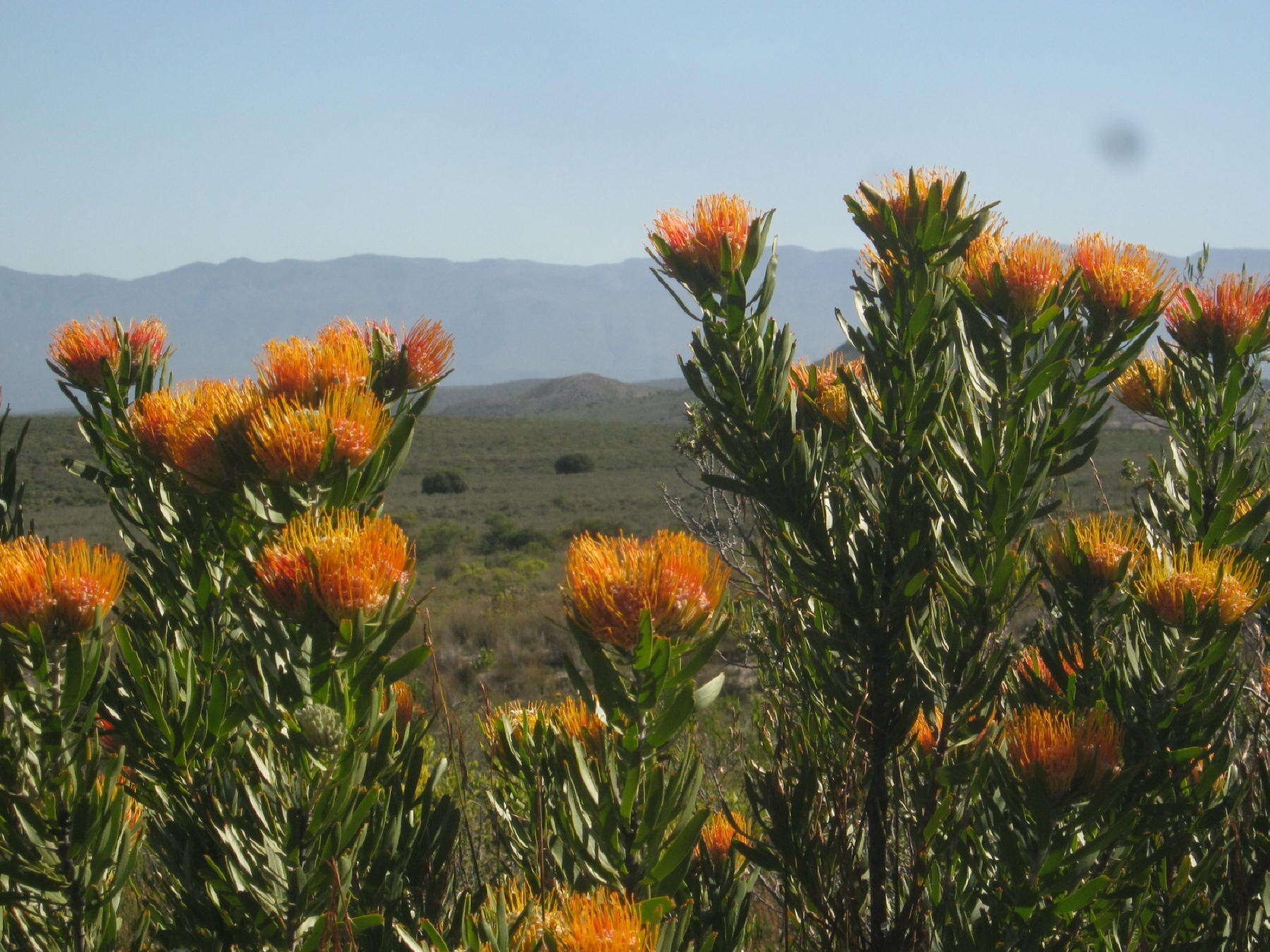 Image of Leucospermum erubescens Rourke