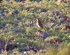 Image of Karoo Long-billed Lark