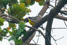 Слика од Emberiza cabanisi (Reichenow 1875)