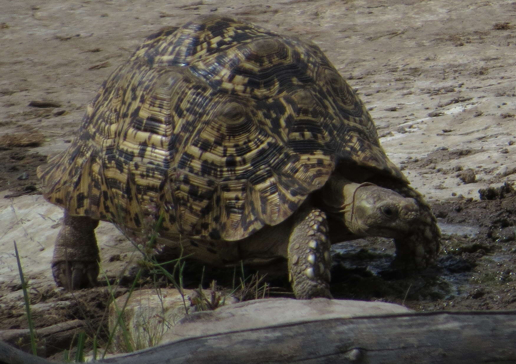 Sivun Stigmochelys kuva