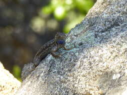 Image of Granite Spiny Lizard