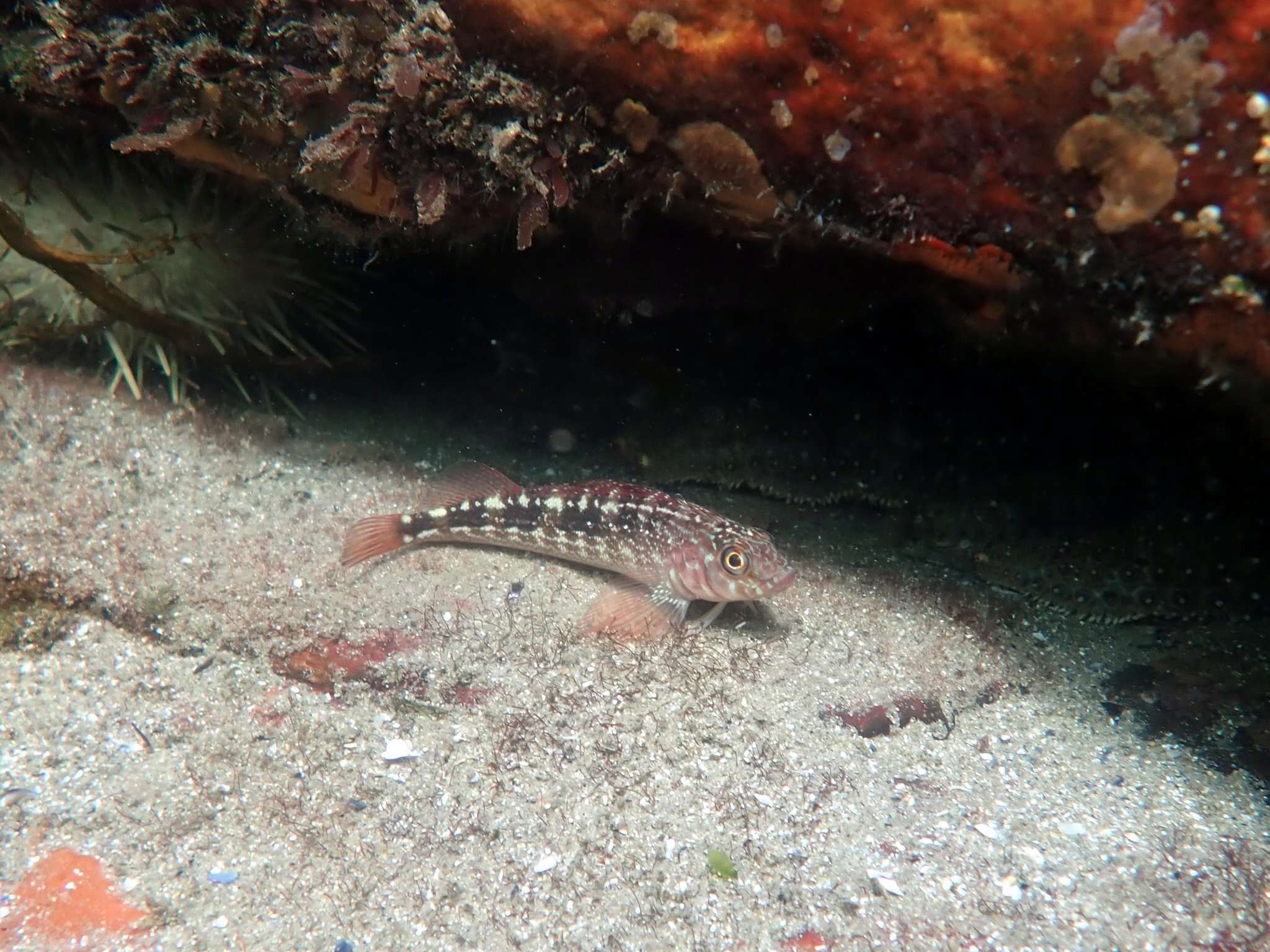 Image of Striped Triplefin