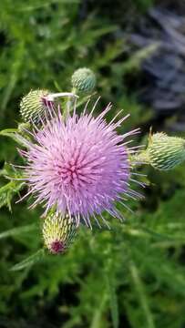 Plancia ëd Cirsium nuttalii DC.