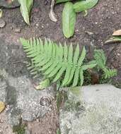 Image of Rough-Hairy Waterfall Fern