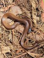 Image of Little Whip Snake