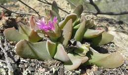 صورة Gibbaeum velutinum (L. Bol.) Schwant.