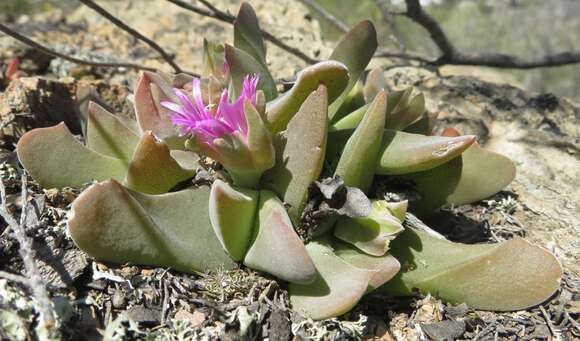 Image of Gibbaeum velutinum (L. Bol.) Schwant.