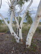 Image of Eucalyptus victrix L. A. S. Johnson & K. D. Hill