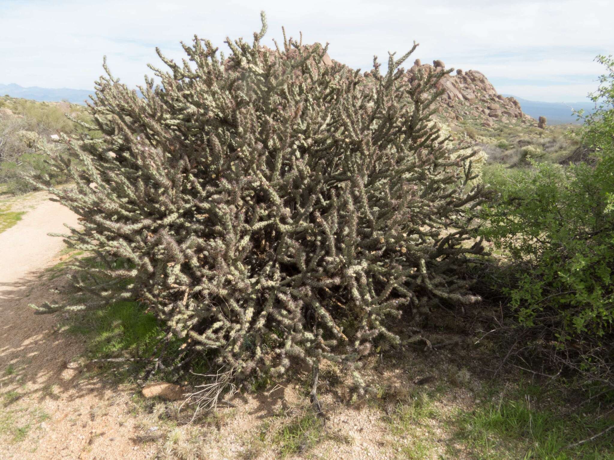 Imagem de Cylindropuntia acanthocarpa (Engelm. & J. M. Bigelow) F. M. Knuth