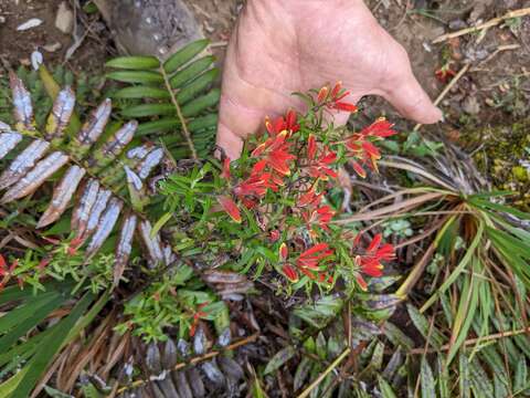 Image of Castilleja quirosii Standley