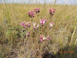 Image of Jurinea multiflora (L.) B. Fedtsch.