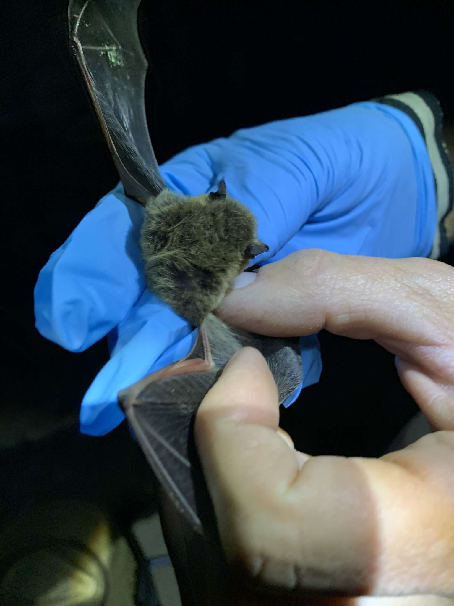 Image of Long-legged Myotis