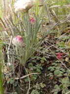 Image of Leucochrysum albicans subsp. tricolor (DC.) N. G. Walsh