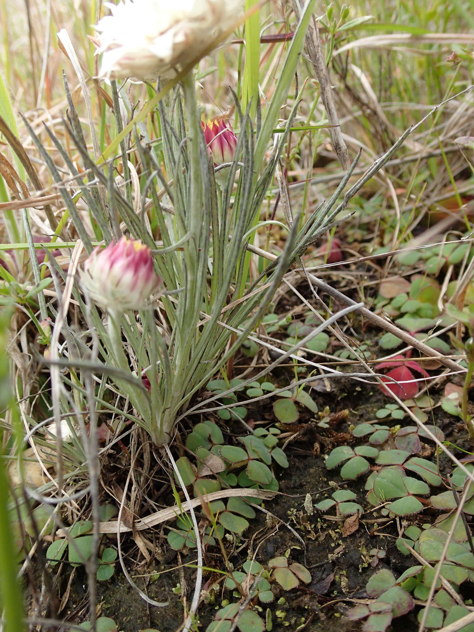 Image of Leucochrysum albicans subsp. tricolor (DC.) N. G. Walsh