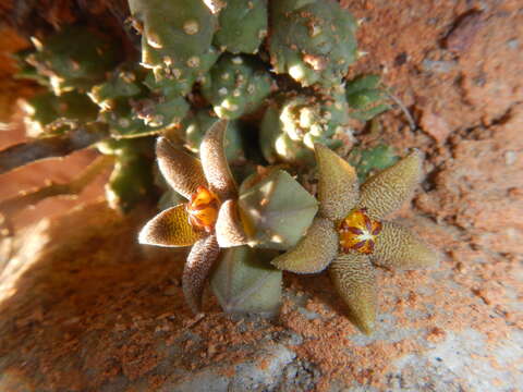 Image of Ceropegia geminata (Masson) Bruyns