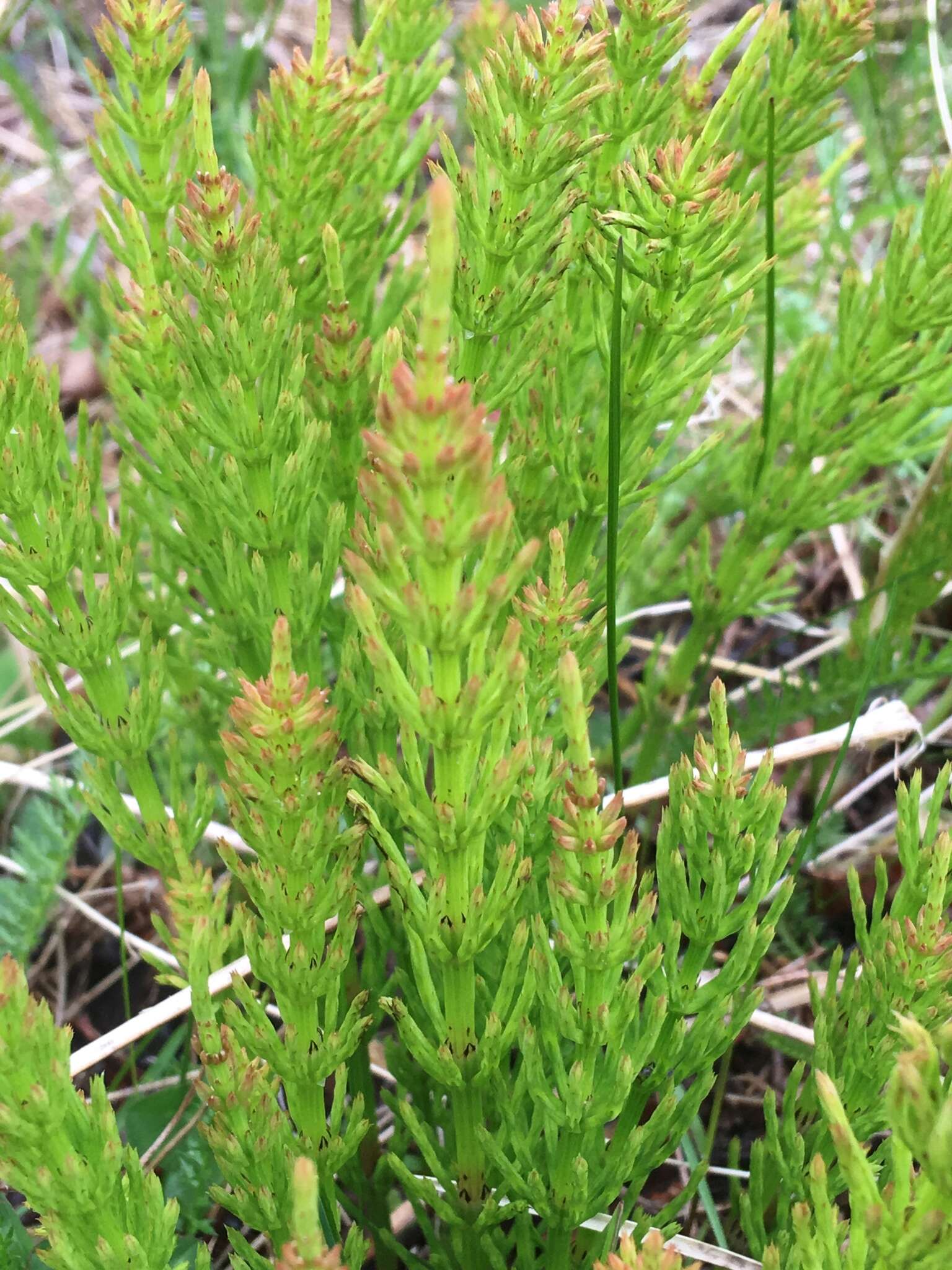 Image of Marsh Horsetail