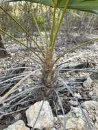 Image of white thatch palm