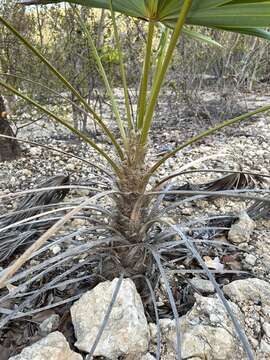 صورة Leucothrinax