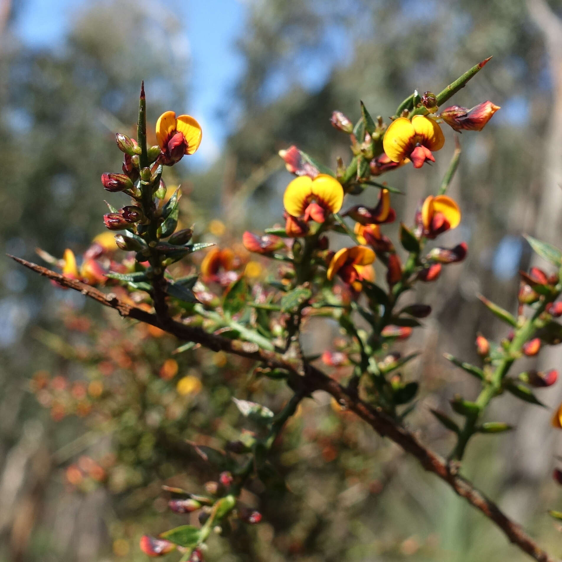 Image of <i>Daviesia ulicifolia</i> subsp. <i>ruscifolia</i>