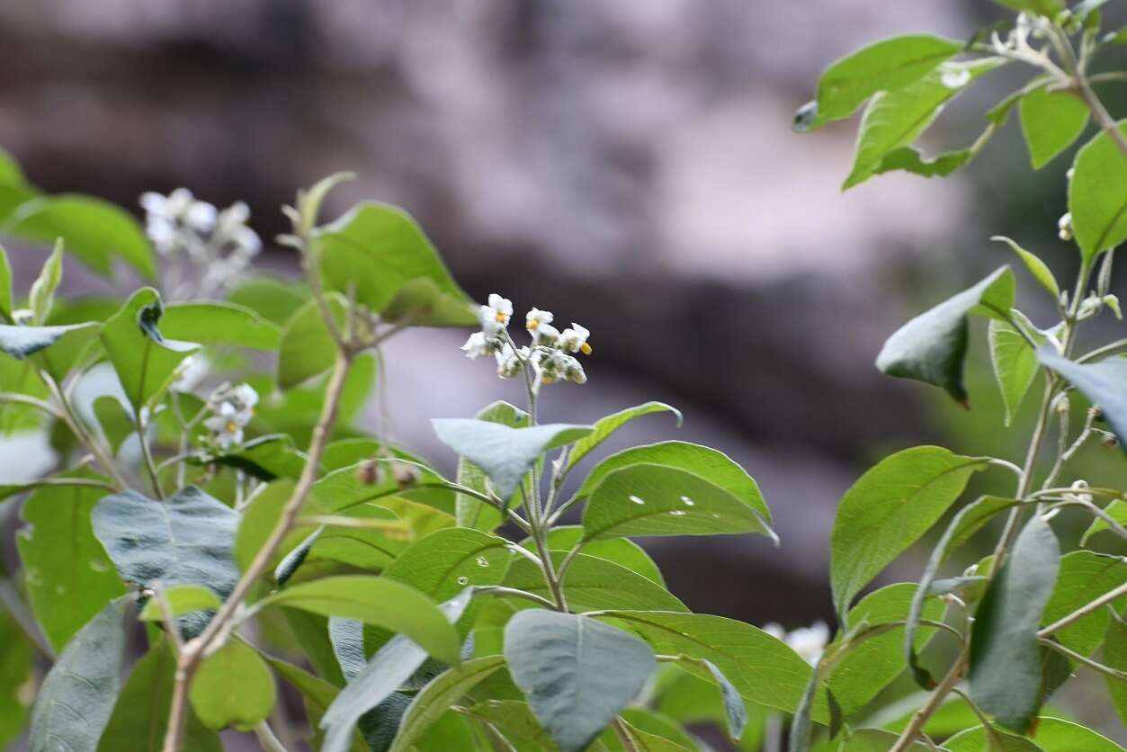 Image of Solanum pulverulentifolium Roe