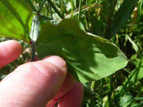 Image of Sweet Pea