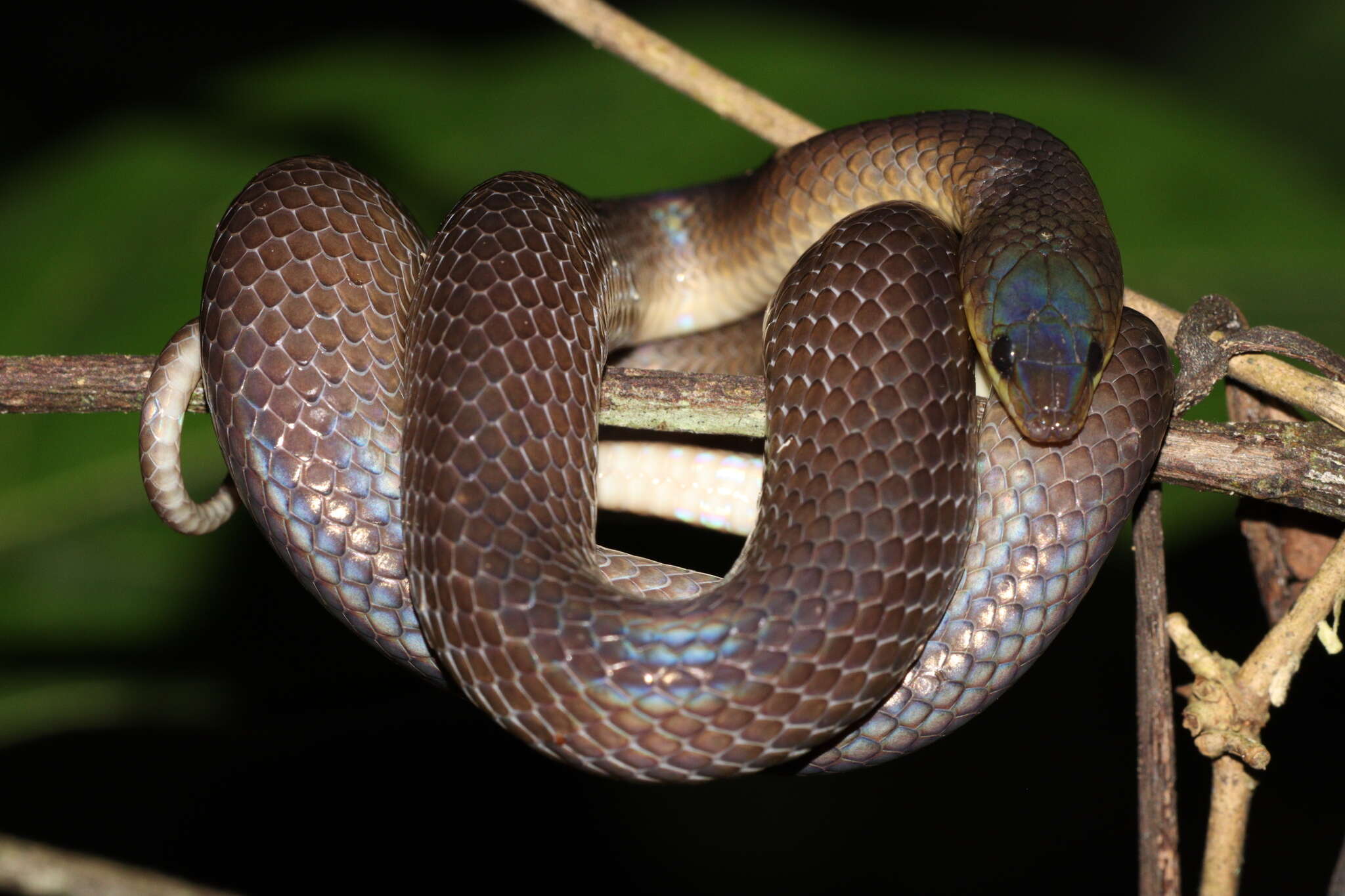 Image of Non-banded Philippine Burrowing Snake