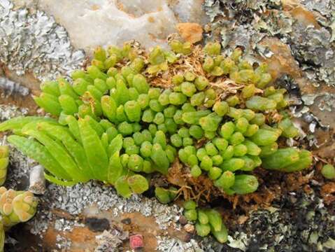 Image of Bulbine vitrea G. Will. & Baijnath