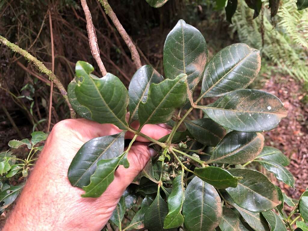 Melicope micrococca (F. Müll.) T. G. Hartley resmi