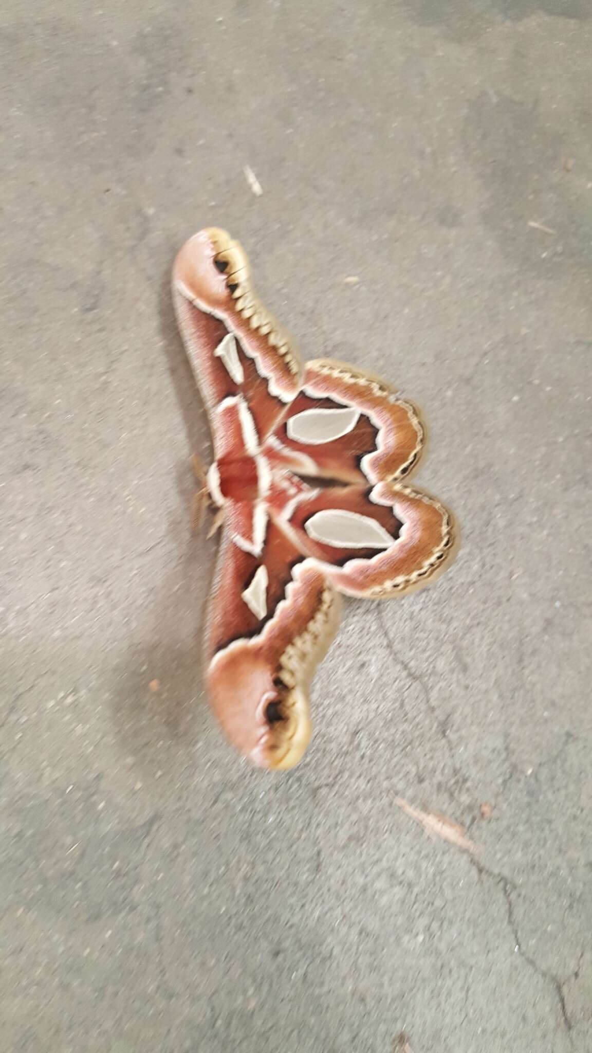 Image of Rothchild's Atlas Moth