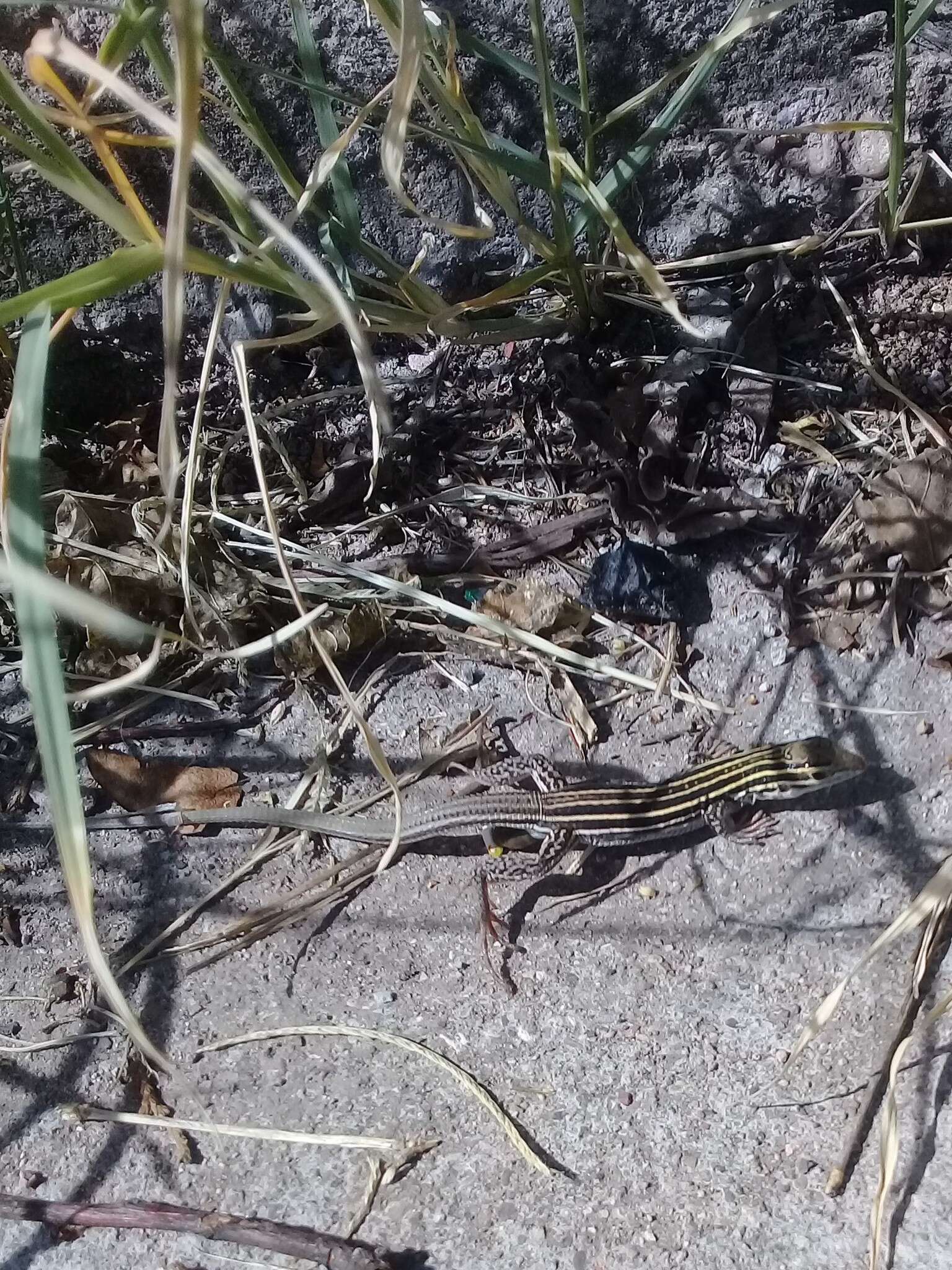 Image of Desert Grassland Whiptail