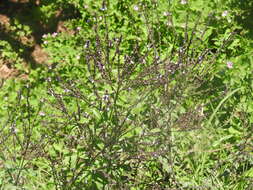 Image of Carolina vervain