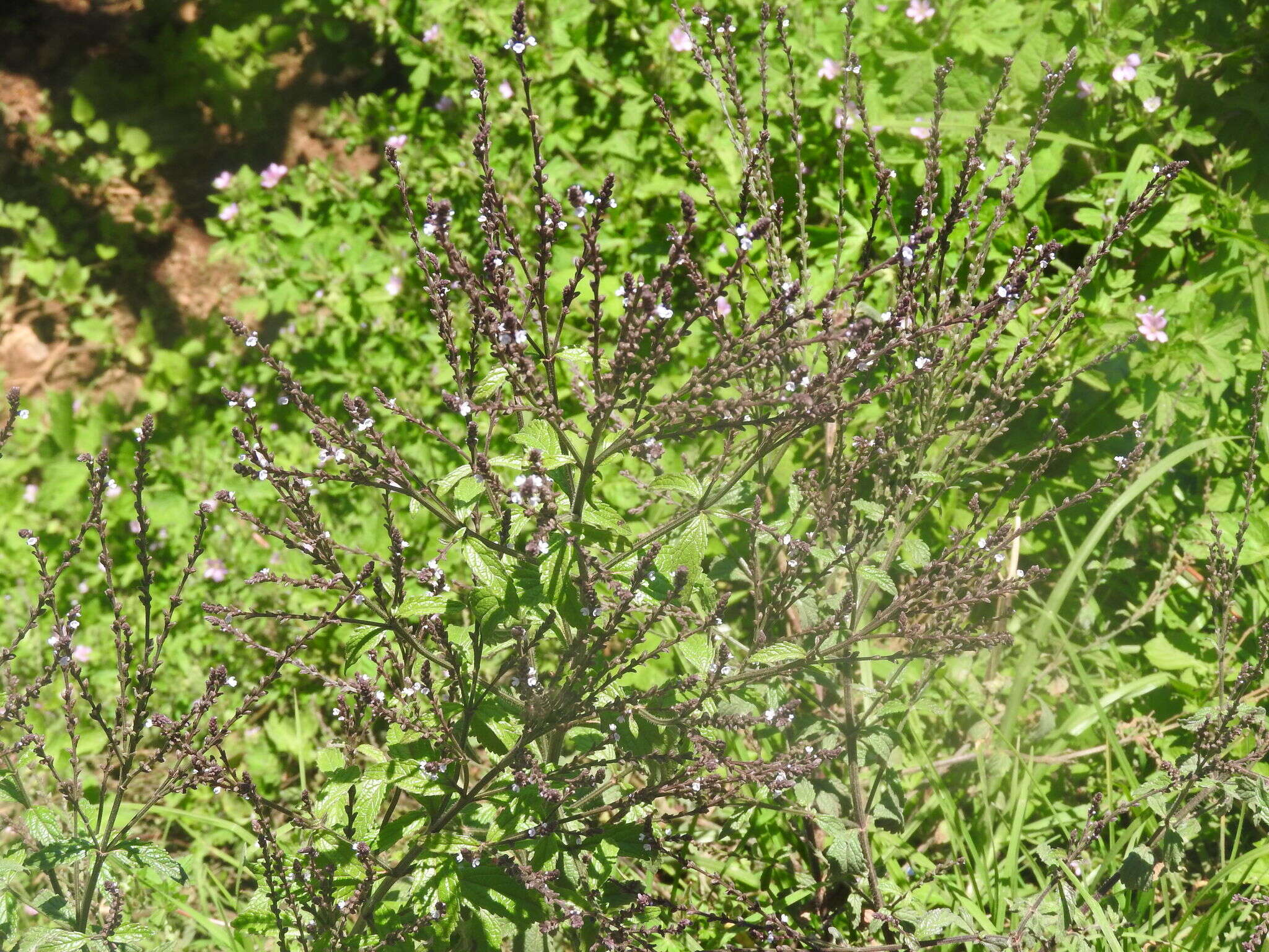 Imagem de Verbena carolina L.