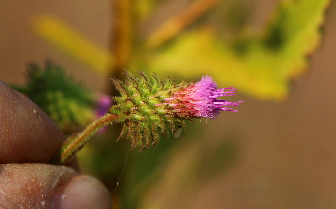 Sivun Laggera crispata (Vahl) F. N. Hepper & J. R. I. Wood kuva