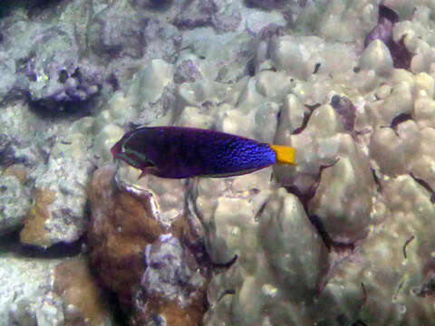 Image of African clown wrasse