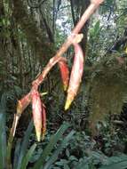 صورة Guzmania xanthobractea Gilmartin