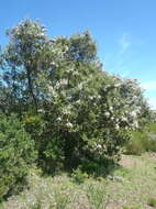 صورة Tarchonanthus littoralis