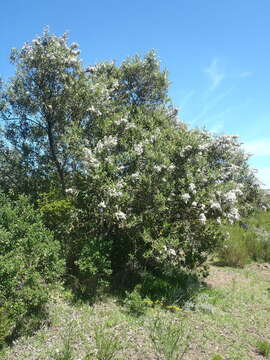 Image of Tarchonanthus littoralis