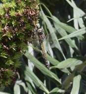 Image of California Darner