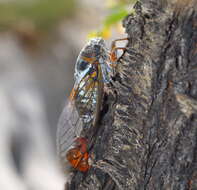 Image of Tibicen gemellus (Boulard 1988)