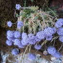 Image de Jasione crispa subsp. mariana (Willk.) Rivas Mart.