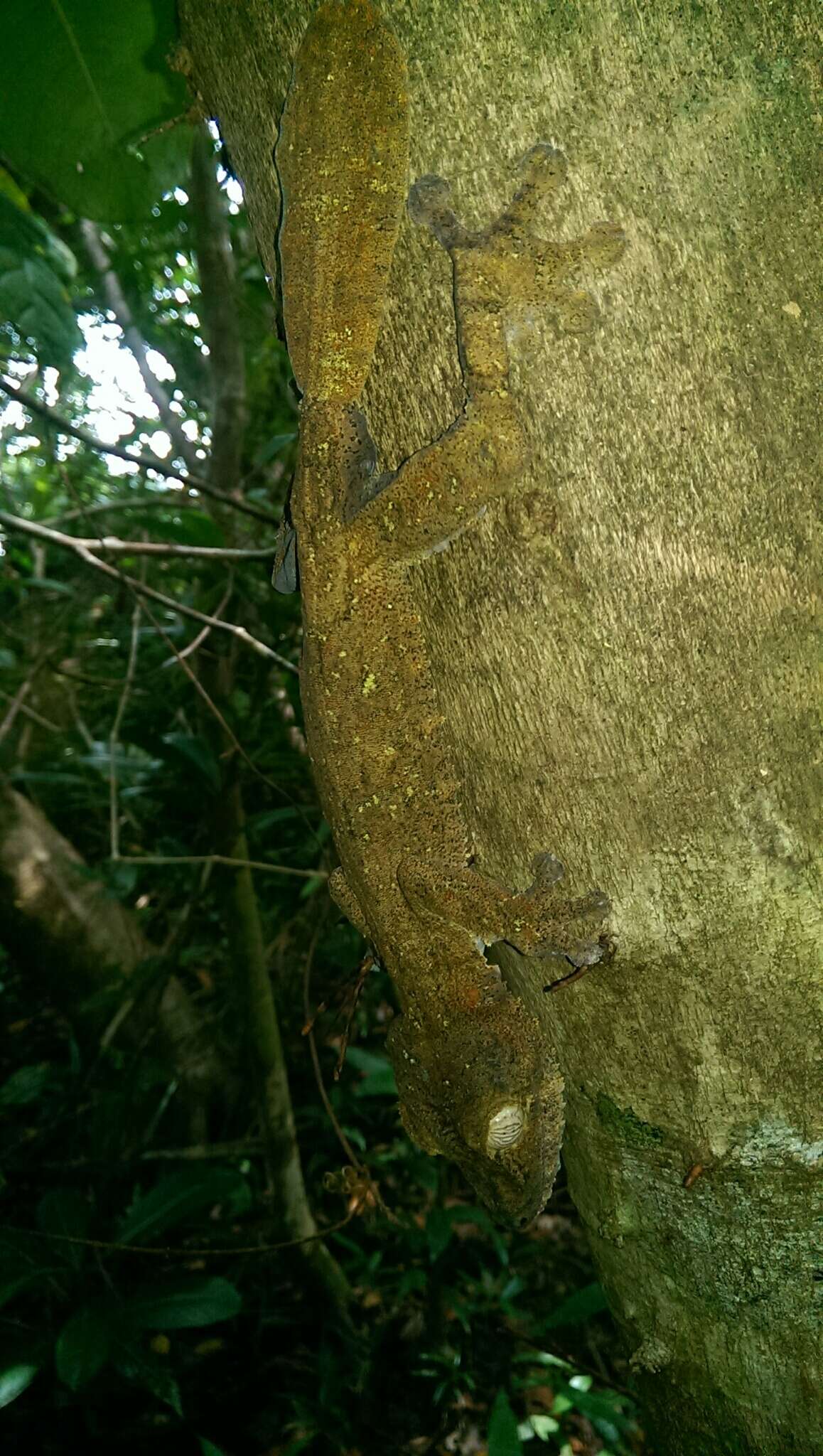 Image of Common Flat-tail Gecko