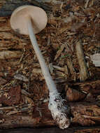 Image de Amanita contui Bon & Courtec. 1989