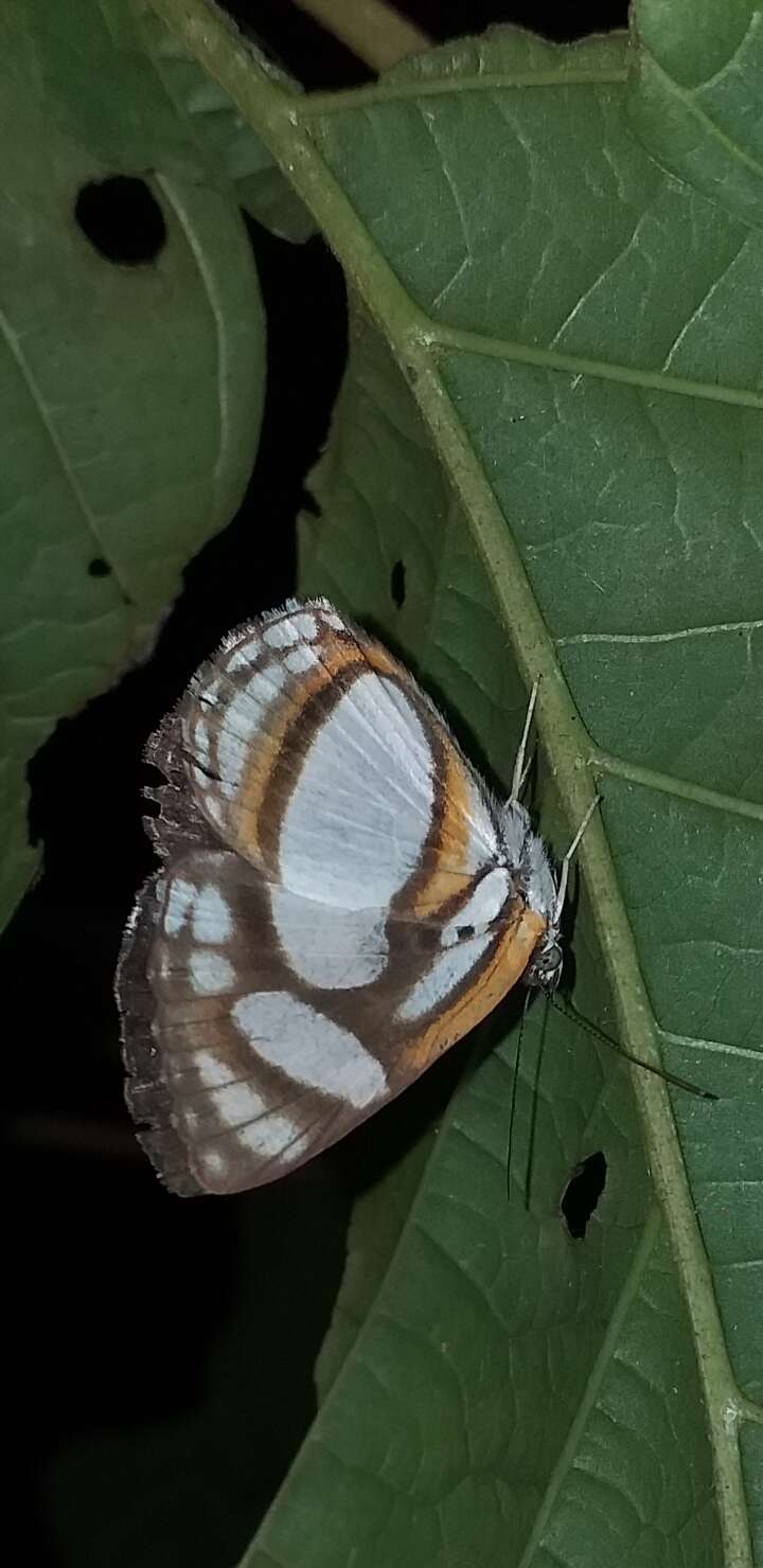 Image of Irenia Metalmark