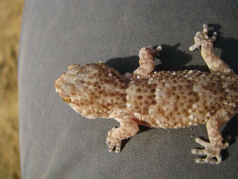 Image of Fischer's Thick-toed Gecko