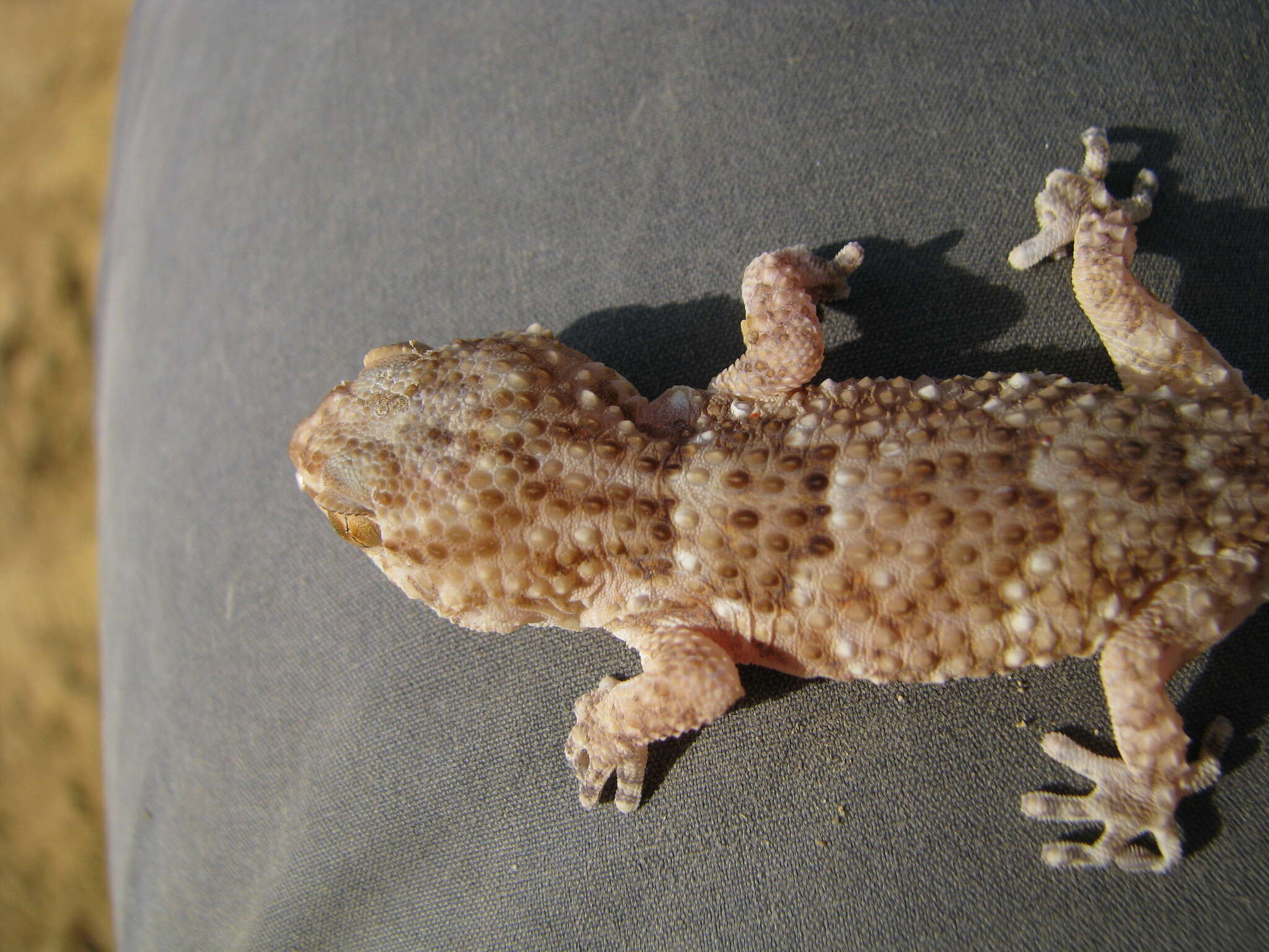 Image of Fischer's Thick-toed Gecko